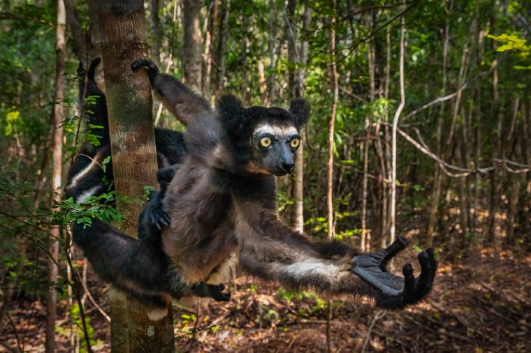 093 Palmarium Reservaat, indri.jpg